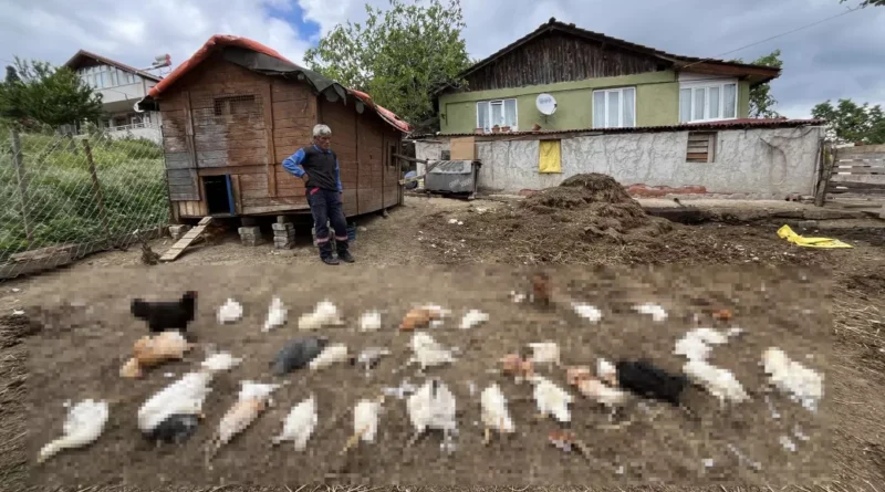 Başıboş Köpekler, 80 Kümes Hayvanı Öldürdü