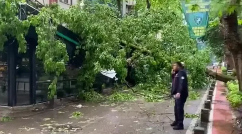 Kocaeli'de Şiddetli Rüzgar Çınarları Devrildi