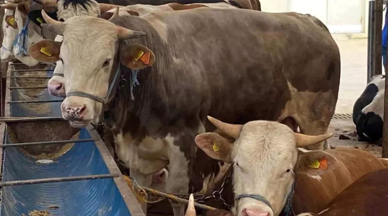 Kocaeli'de Kurban Pazarı Denetimleri Sıkılaşıyor