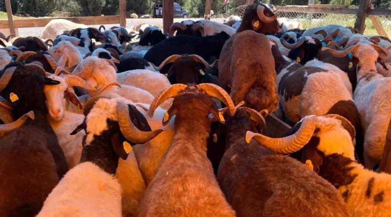 Kurban Bayramı Öncesi Derince'de Fiyatlar Belirlendi