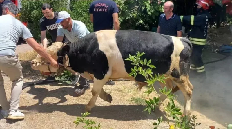 Kocaeli'de Yangına Sigara İzmaridi Neden Oldu