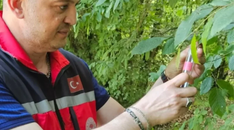 Kandıra'da 5 Bin Samuray Arısı Salıldı