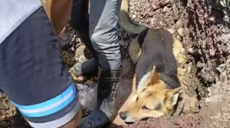 Kandıra'da Cesur Çoban Köpeği Suya Atladı