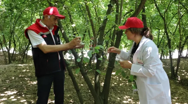 Kocaeli'de 20 Bin Samuray Arısı Salındı