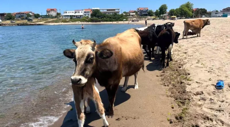 Kandıra'da İnekler Plaja Geldi!