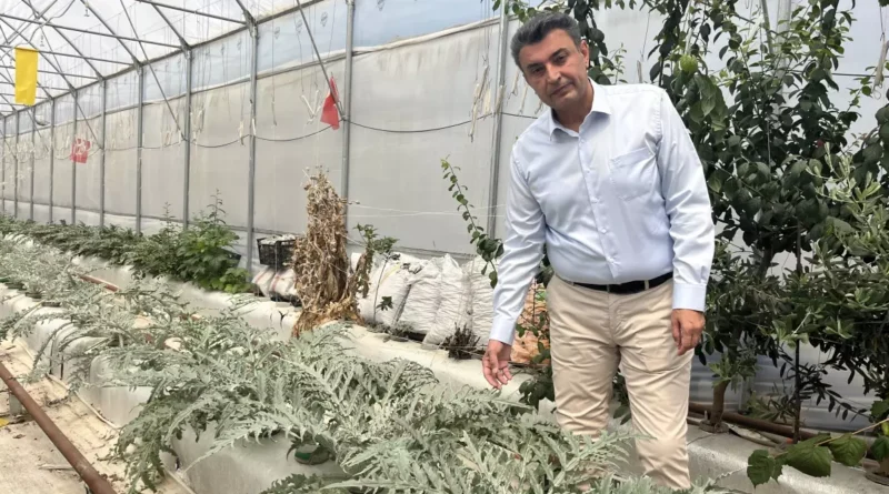 Volkanik cürufla topraksız tarım yapılmakta