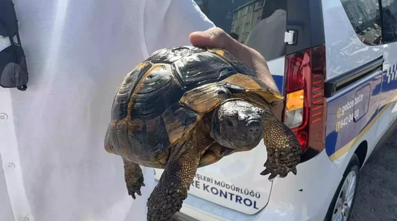 Kocaeli'de Gecekondu Yangını: 1 Yaralı