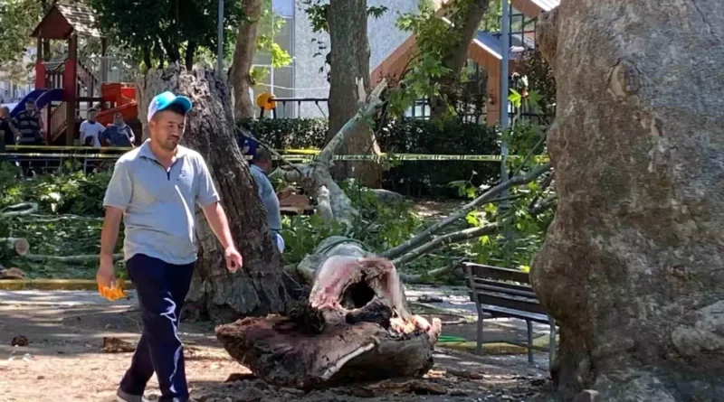 Gölcük'te Dalın Altında Kalan 3 Kişiden 1'i Öldü