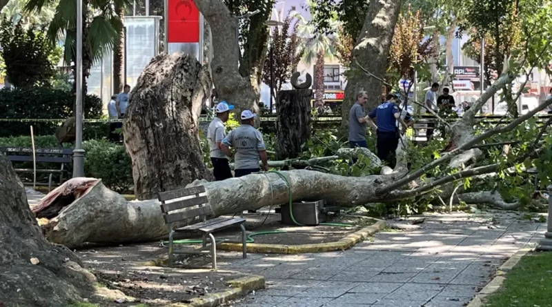 Çınar Ağacının Dalı Altında Erdem Ulak Vefat Etti