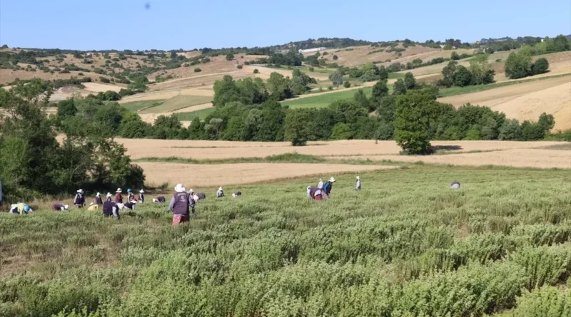 Kocaeli'de Tıbbi ve Aromatik Bitki Hasadı Başladı