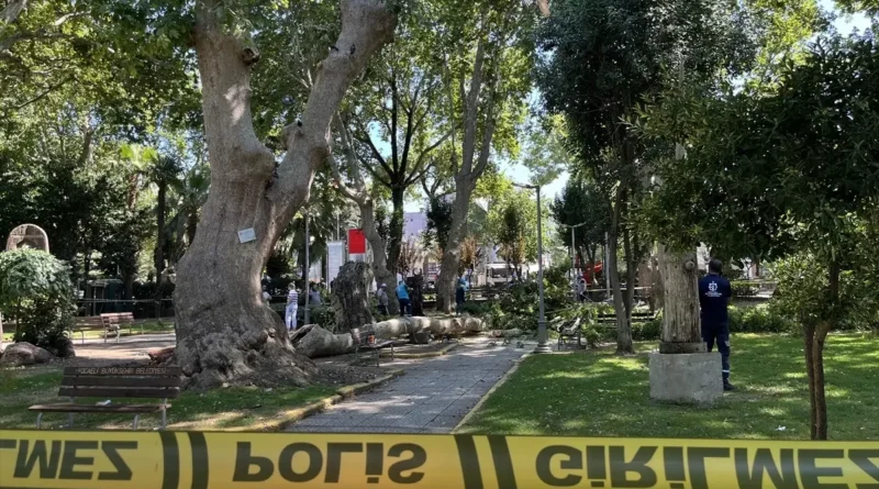 Gölcük'te Ağaç Daldan Düşerek 3 Yaralı