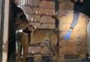 Kocaeli'de TEM Otoyolu'nda 9 Kilo Kokain Bulundu