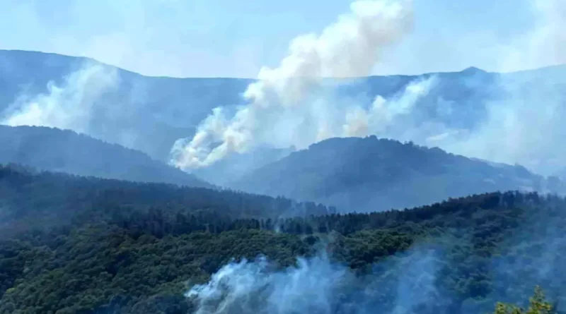 Kocaeli'de Orman Yangınına Büyük Müdahale Devam Ediyor