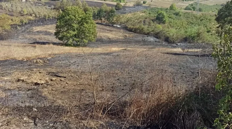 Kandıra'da Fındık Bahçesine Sıçrayan Yangın Söndürüldü
