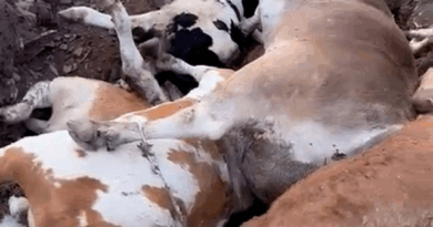 Tarım ve Orman Bakanı Yumaklı: Şap büyük oranda baskılandı, 8 ilde hayvan pazarları açılacak