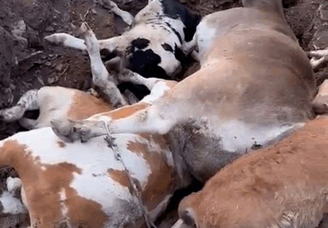 Tarım ve Orman Bakanı Yumaklı: Şap büyük oranda baskılandı, 8 ilde hayvan pazarları açılacak